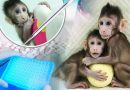 Clonación de monos macacos por transferencia nuclear de células somáticas